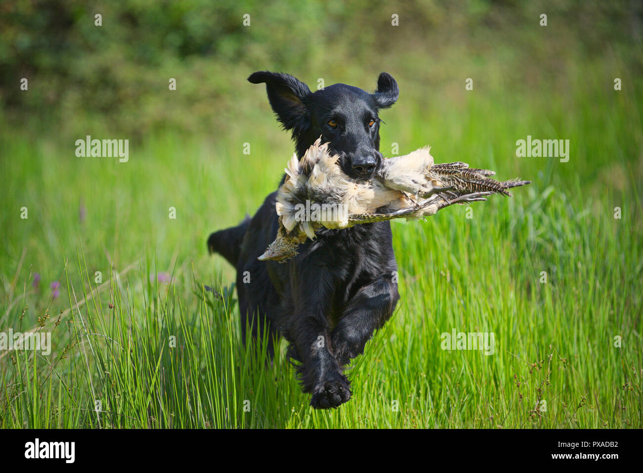 black flat coat retriever