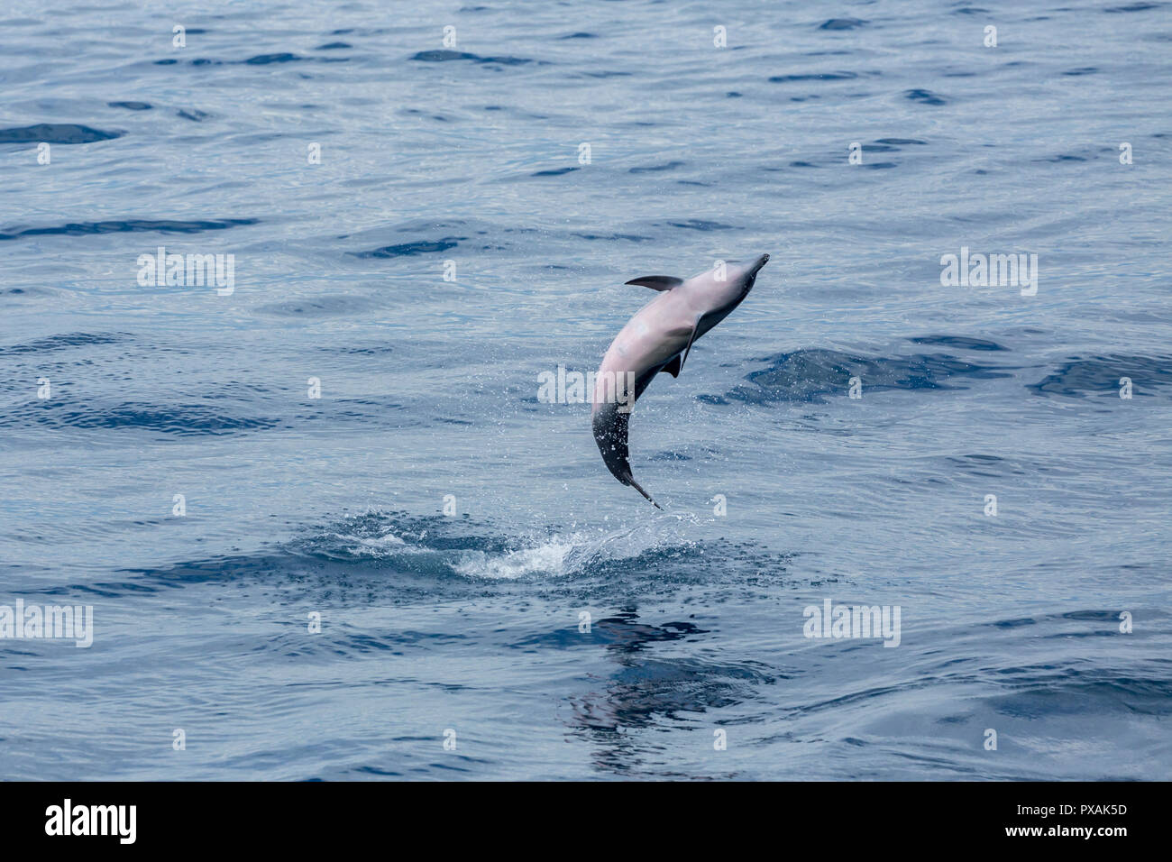 Delfines (Stenella longirostris) saltando en la costa este de Taiwán Foto de stock