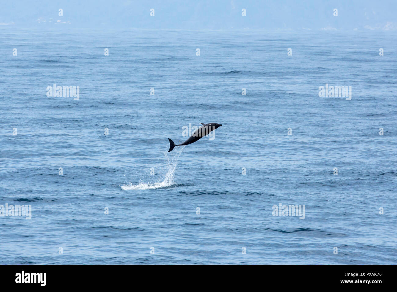 Delfines (Stenella longirostris) saltando en la costa este de Taiwán Foto de stock