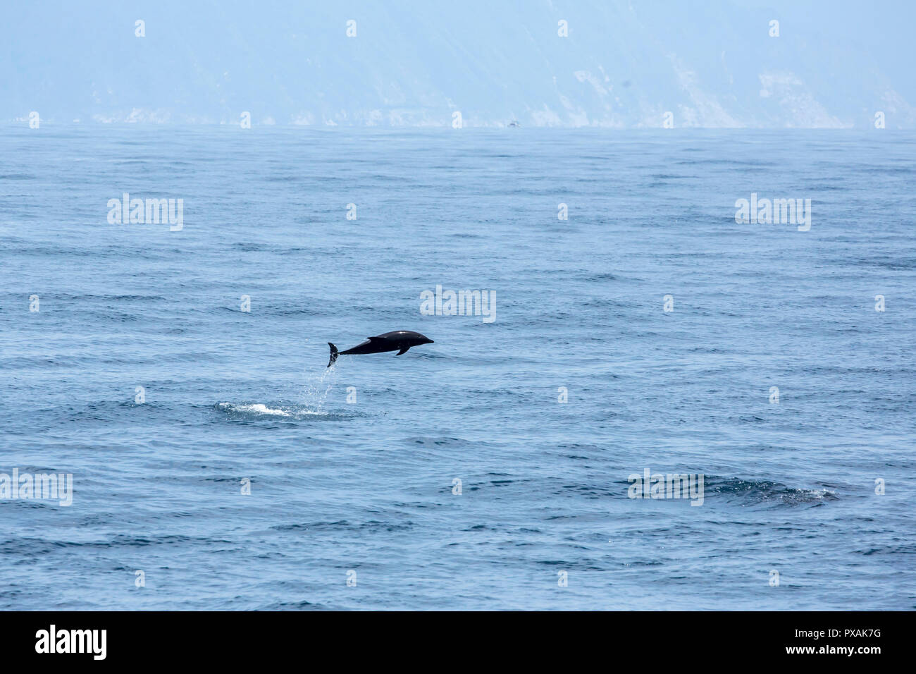 Delfines (Stenella longirostris) saltando en la costa este de Taiwán Foto de stock
