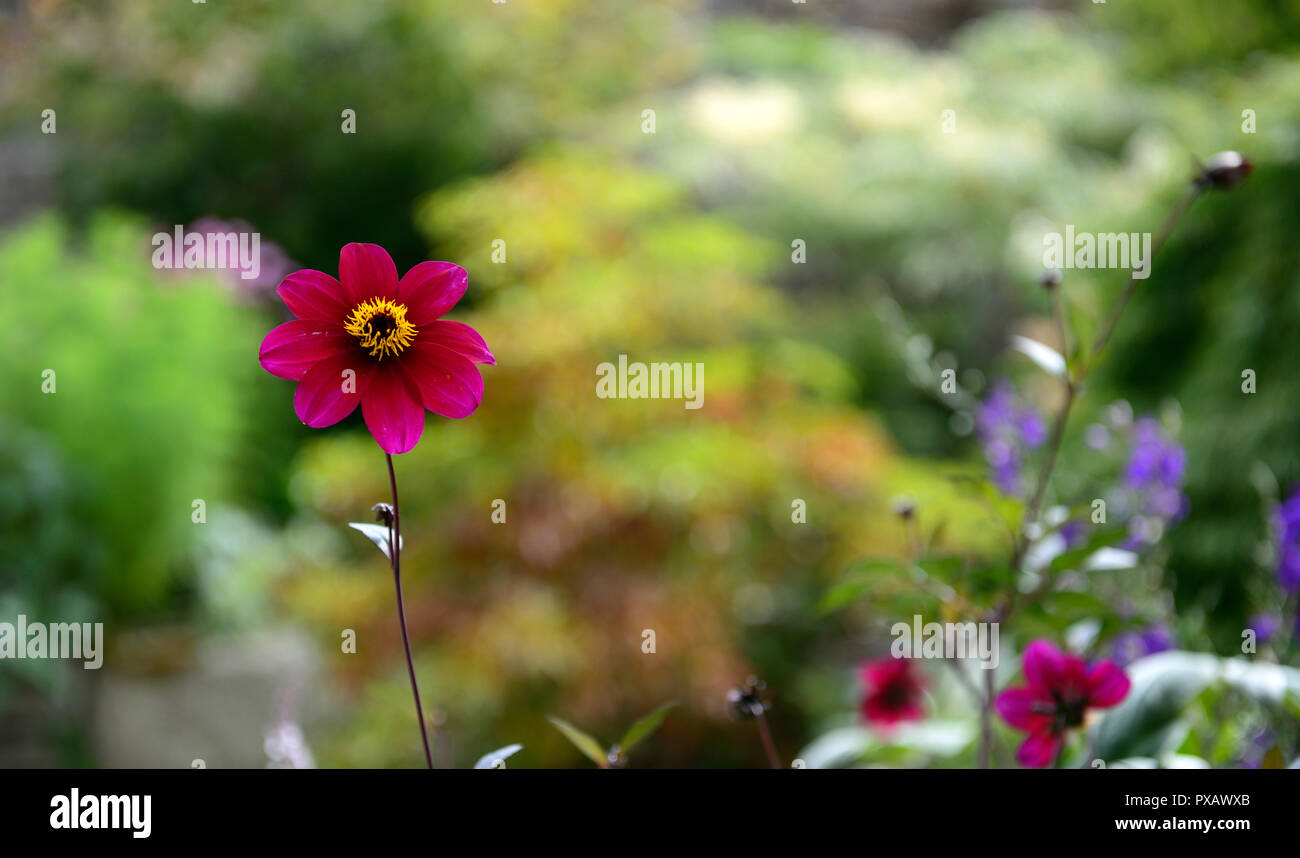 Dalia,purple,solo,flor,flores,dalias florales,RM Foto de stock