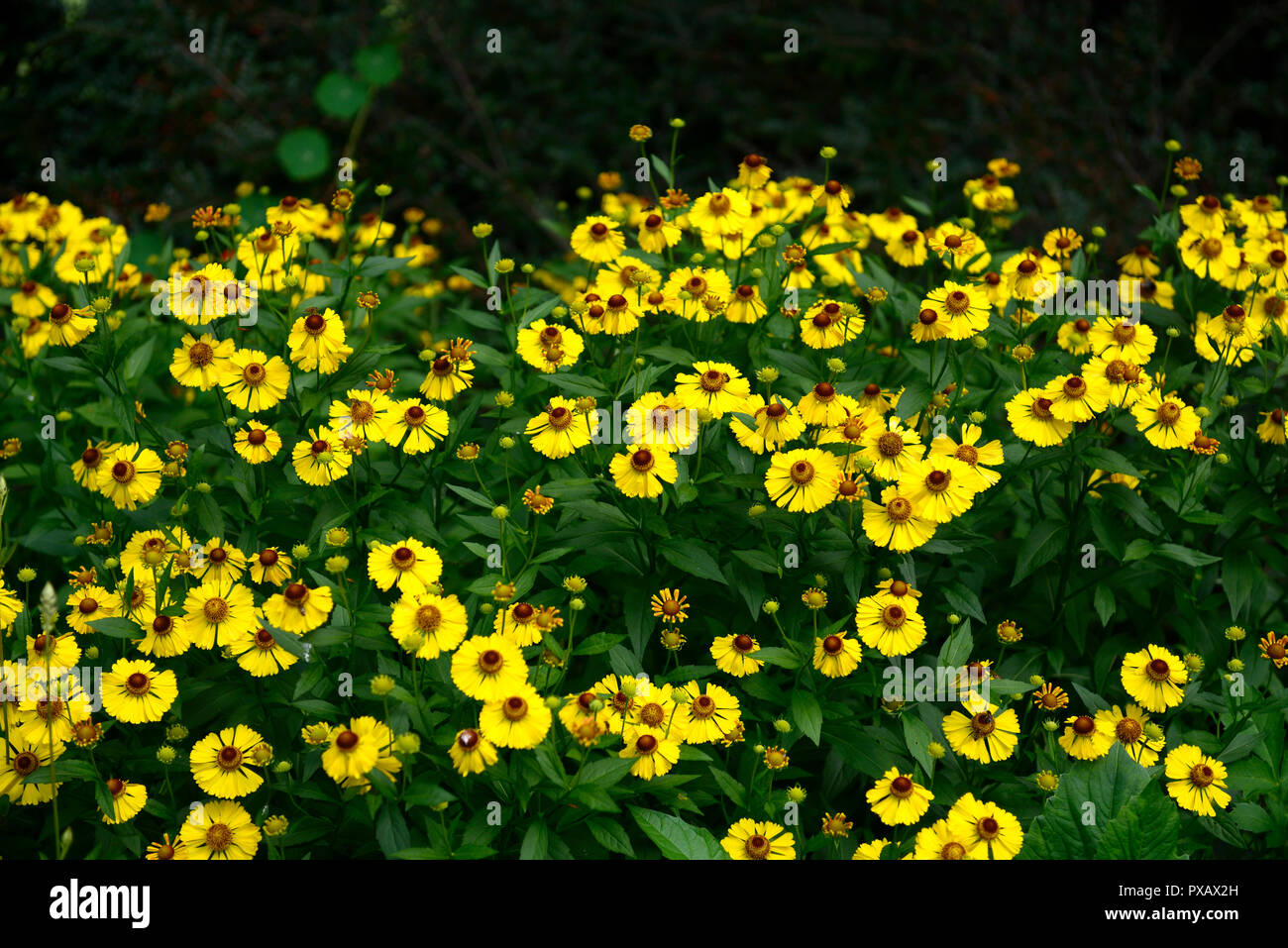 Septiembre helenium oro,amarillo,flor,flores,flores florales,RM Foto de stock