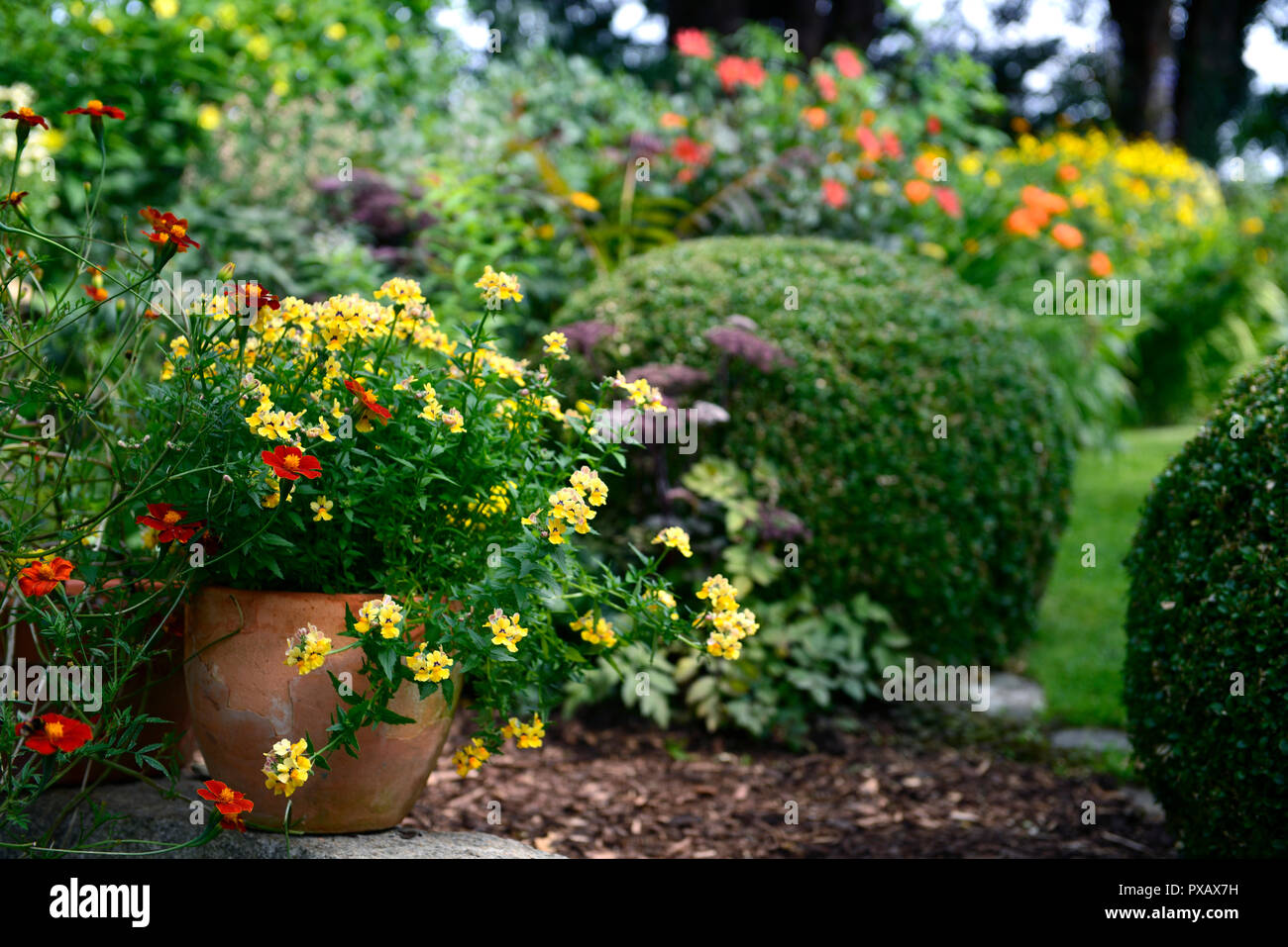 diascia,amarillo,flores,flor,maceta,contenedor,RM Floral Foto de stock