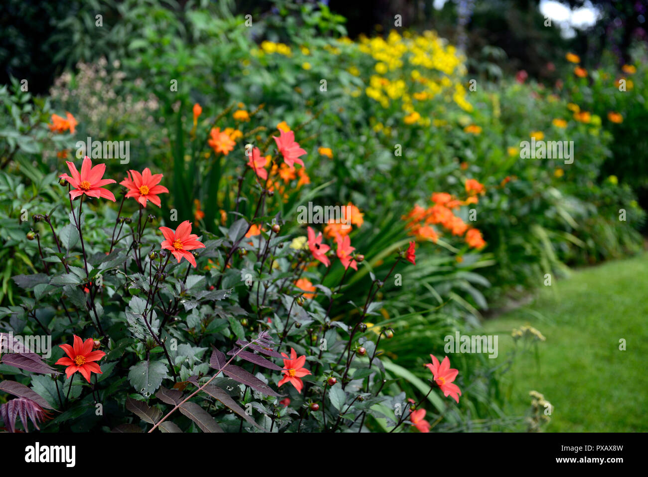 Dalia,naranja,solo,flor,flores,dalias florales,RM Foto de stock