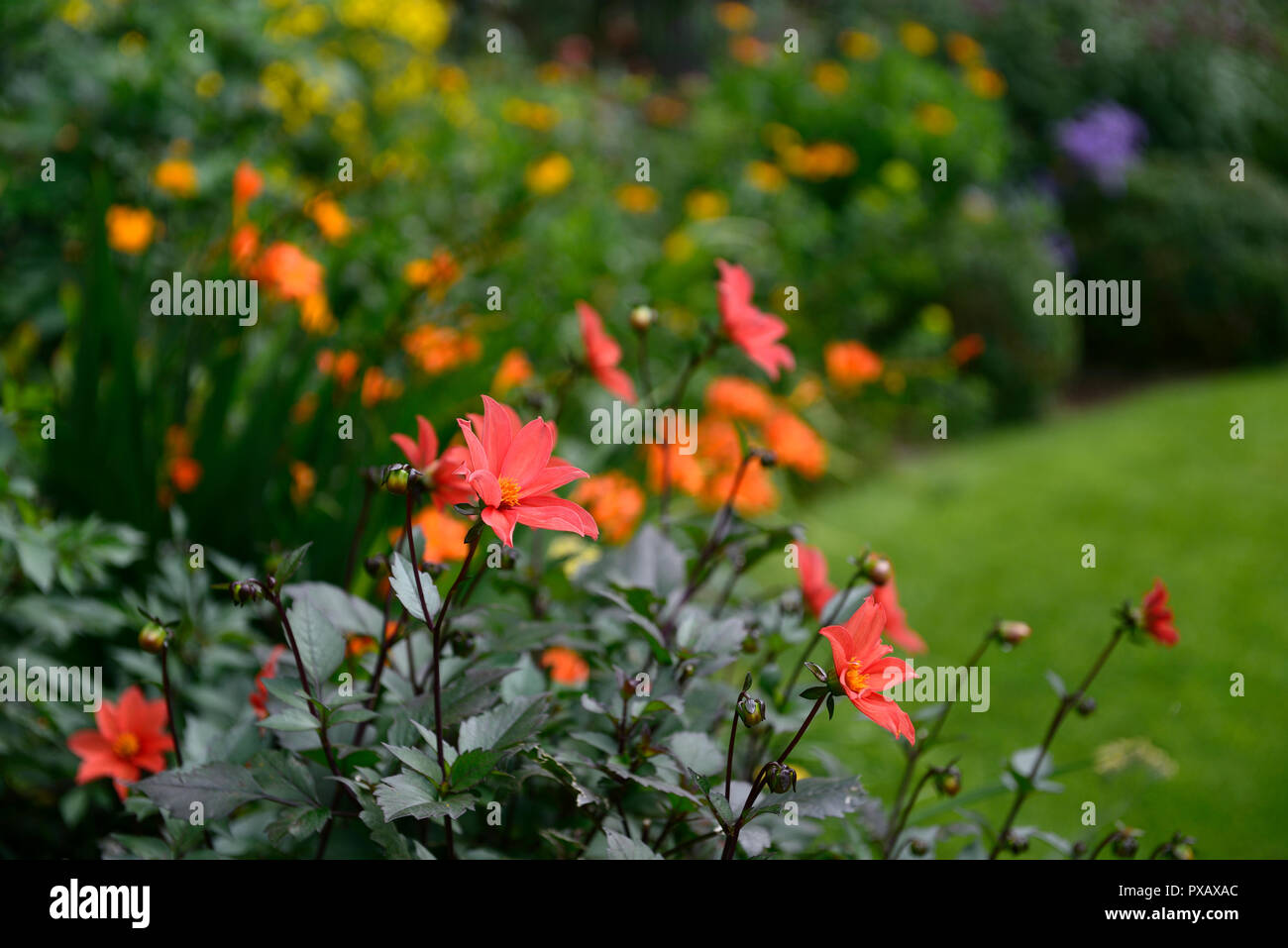 Dalia,naranja,solo,flor,flores,dalias florales,RM Foto de stock