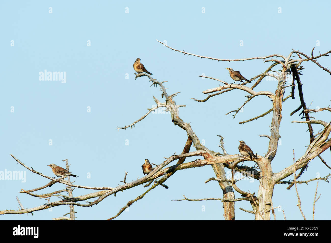 Llanwrthwl, Gales, Reino Unido. 20 Oct, 2018. Una bandada mixta de varios miles de especies de aves migratorias parar para alimentar en la montaña de cenizas y hawthorn bayas cerca del valle de Elan. el rebaño se compone principalmente de Fieldfare [Turdus pilaris] con algunos redwing [Turdus iliacus], [Turdus viscivorus zorzal mistle] y también algunos de los estorninos (Sturnus vulgaris]. Crédito: Phillip Thomas/Alamy Live News Foto de stock