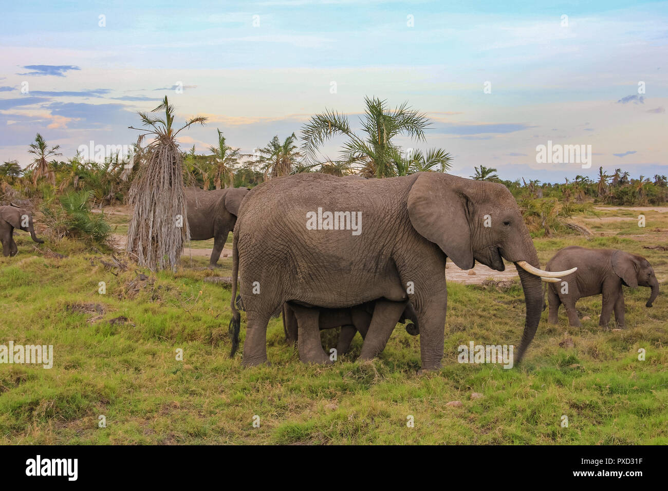 Los elefantes africanos en el Masai Mara de Kenia áfrica Foto de stock