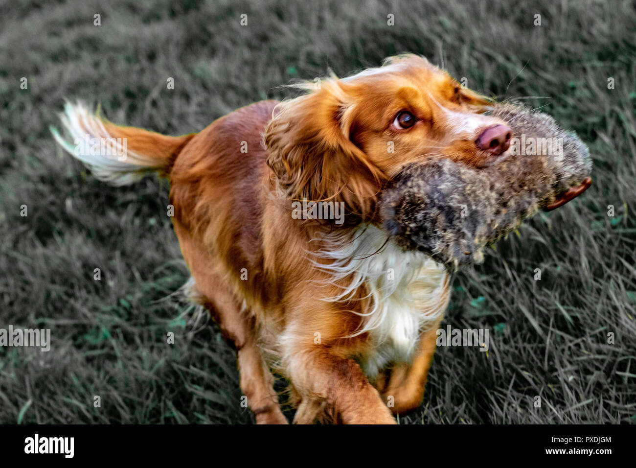 Entrenamiento de perros gundog de Cocker Spaniel Foto de stock