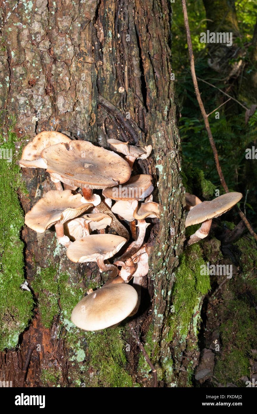 Hongos Pleurotus cornucopiae creciendo sobre tronco de árbol. Foto de stock