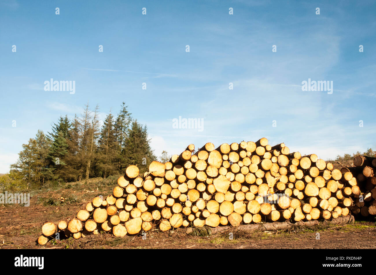 Pilas de cortar troncos de árbol después de ser talado debido a la inseguridad después de un montón de fuertes vientos. Será reciclado en otros proyectos dentro del parque. Foto de stock