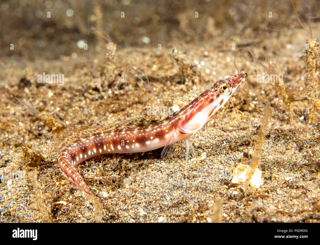 Una naranja garganta pike blenny encontrados en las Islas del Canal de California descansa inmóvil en la parte inferior antes de correr lejos de su hogar en un gusano de tubo. Foto de stock