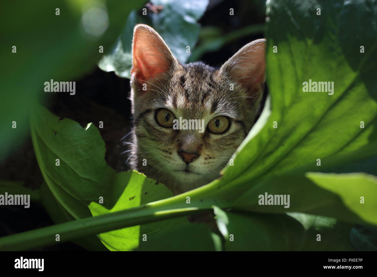 Lindo gato jugando a rayas en las hojas en el jardín Foto de stock