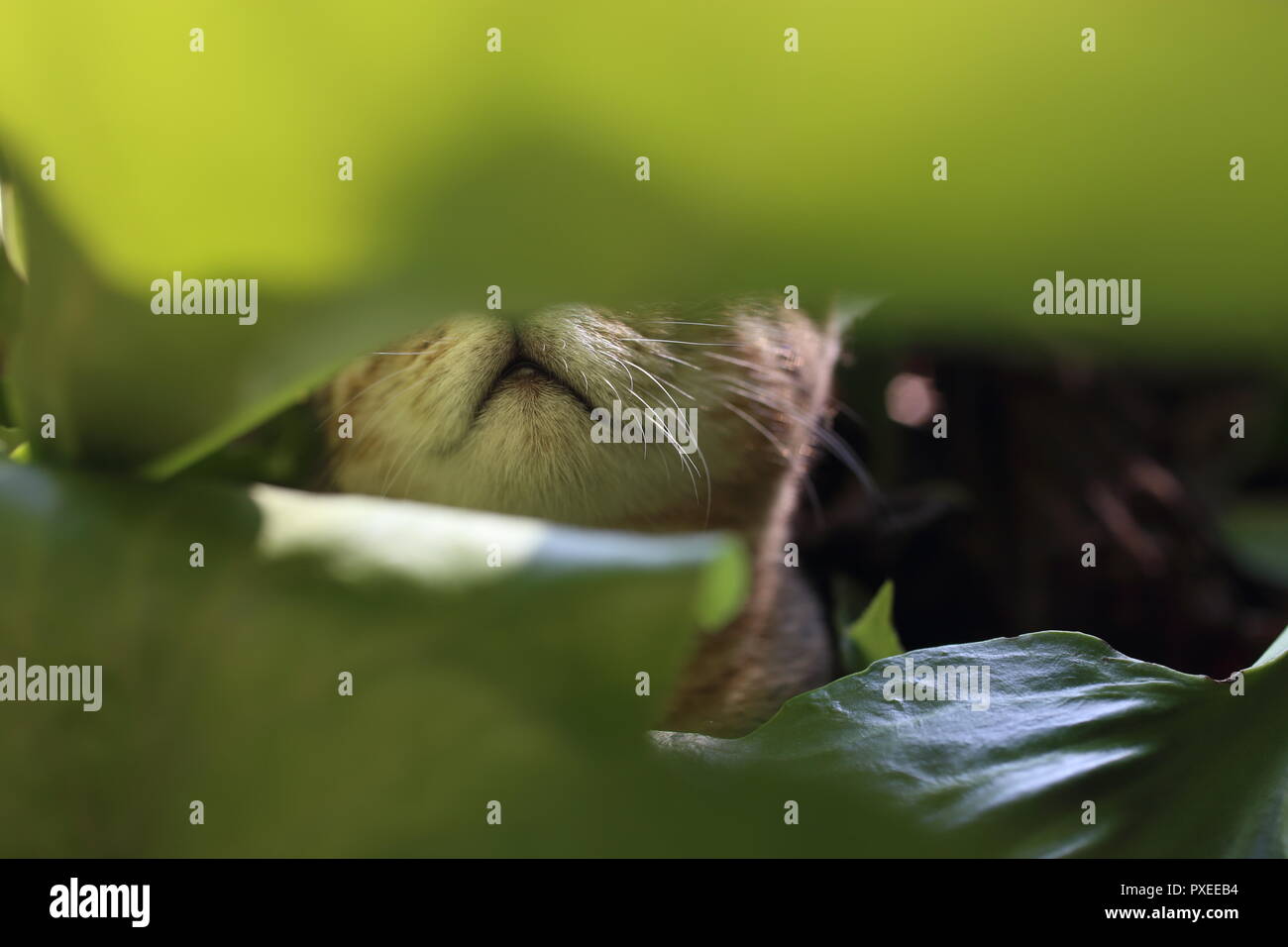 Lindo gato jugando a rayas en las hojas en el jardín Foto de stock
