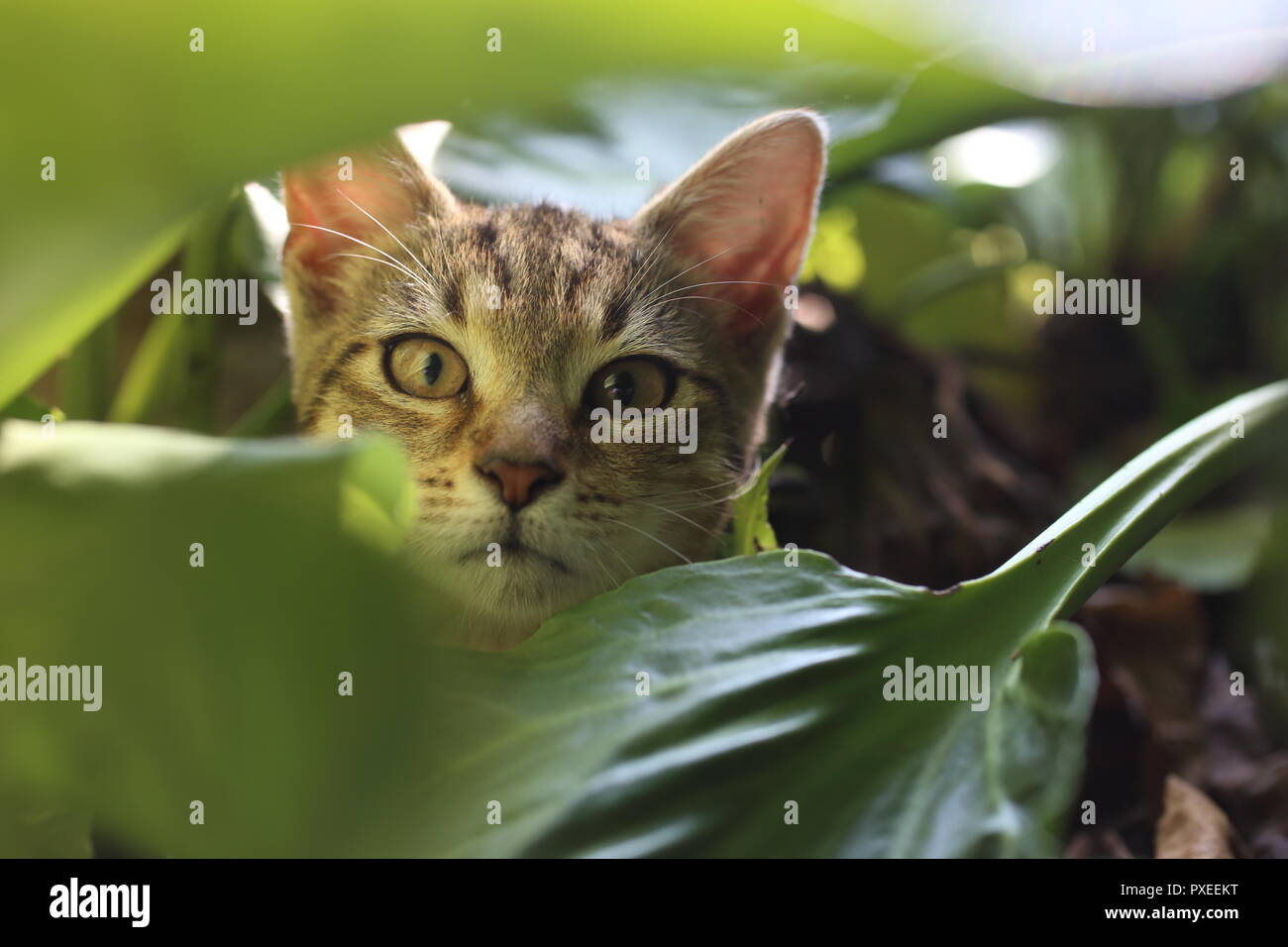 Lindo gato jugando a rayas en las hojas en el jardín Foto de stock