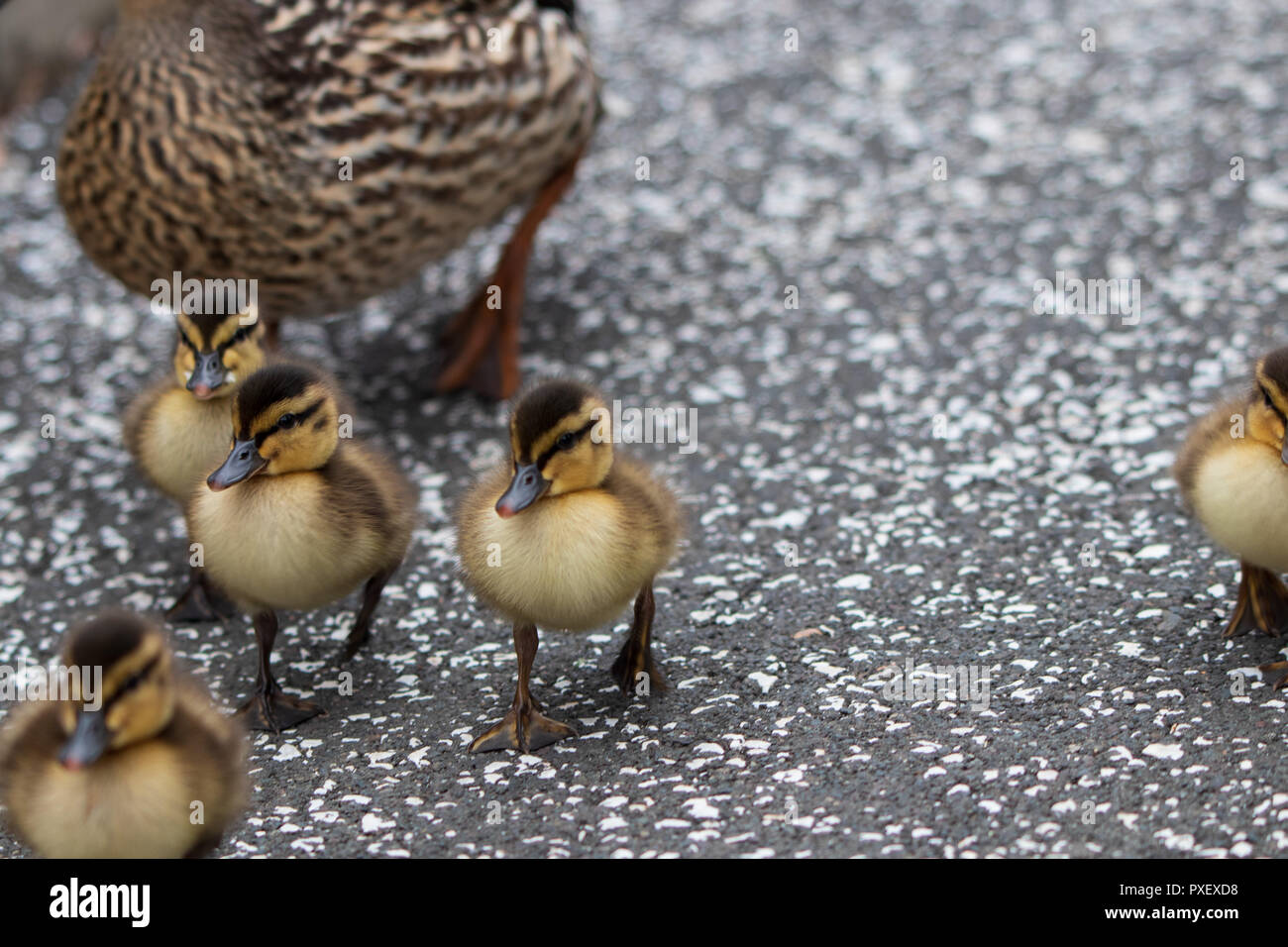 La Madre De Pato Con Su Bebe Patitos Fotografia De Stock Alamy