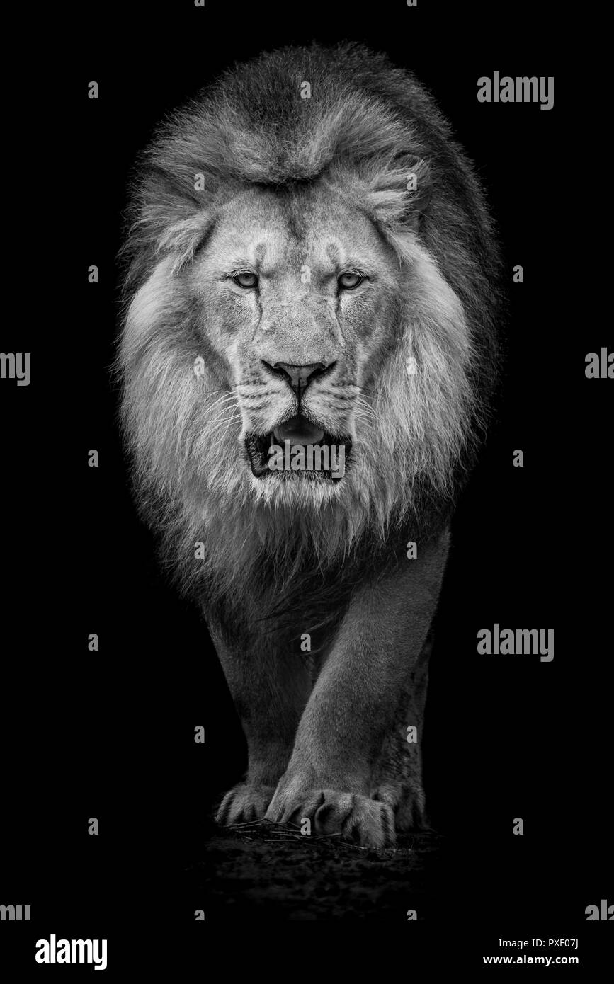 Frontal en blanco y negro retrato de un león africano Foto de stock