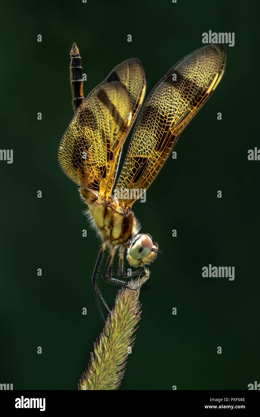 Retrato de perfil de un gallardete Halloween Dragonfly contra un fondo verde oscuro Foto de stock
