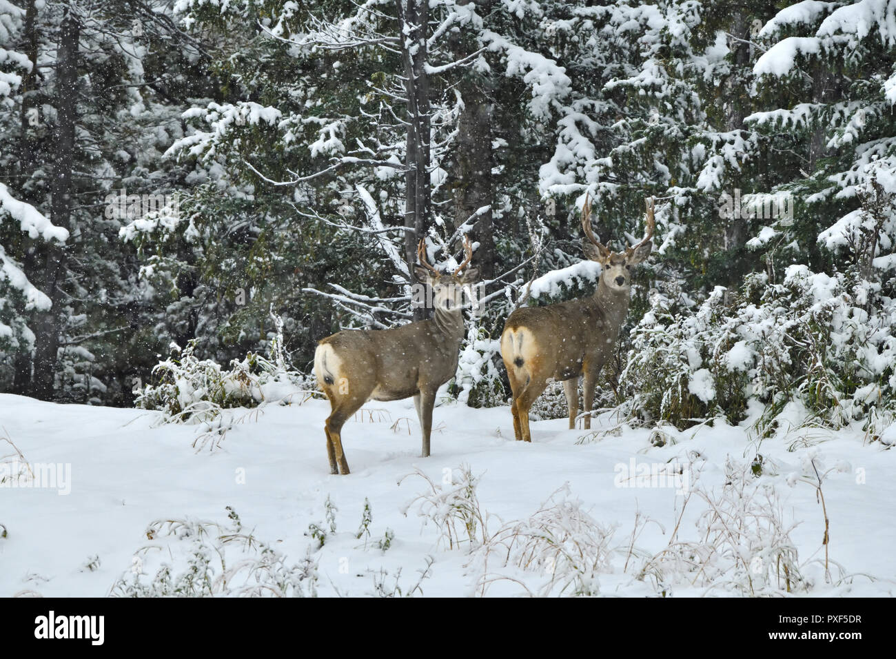 Dos ciervos mula Bucks 'Odocoileus hemionus', de pie en el borde de su hábitat forestal en los inviernos primera nieve en la zona rural de Alberta Canadá. Foto de stock