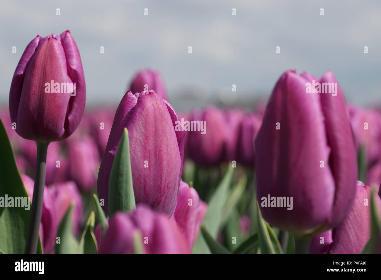 Tulipanes púrpura en un flowerfield holandés Foto de stock
