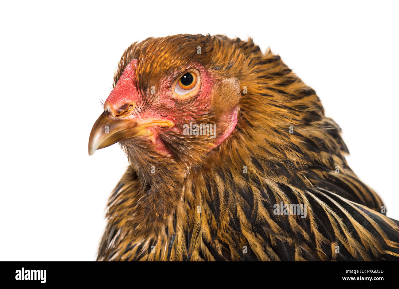 Brahma gallina, cerca contra el fondo blanco. Foto de stock