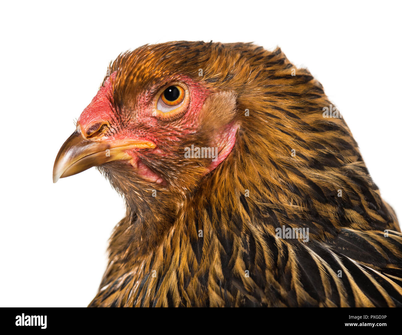 Brahma gallina, cerca contra el fondo blanco. Foto de stock