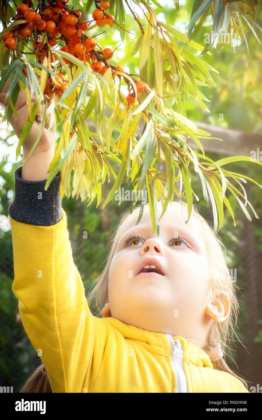 Bebé niña en traje de mono amarillo con el pelo rubio recoge y mordiscos  off come bayas de espino cerval de mar estacional. Cosecha en otoño jardín  Fotografía de stock - Alamy