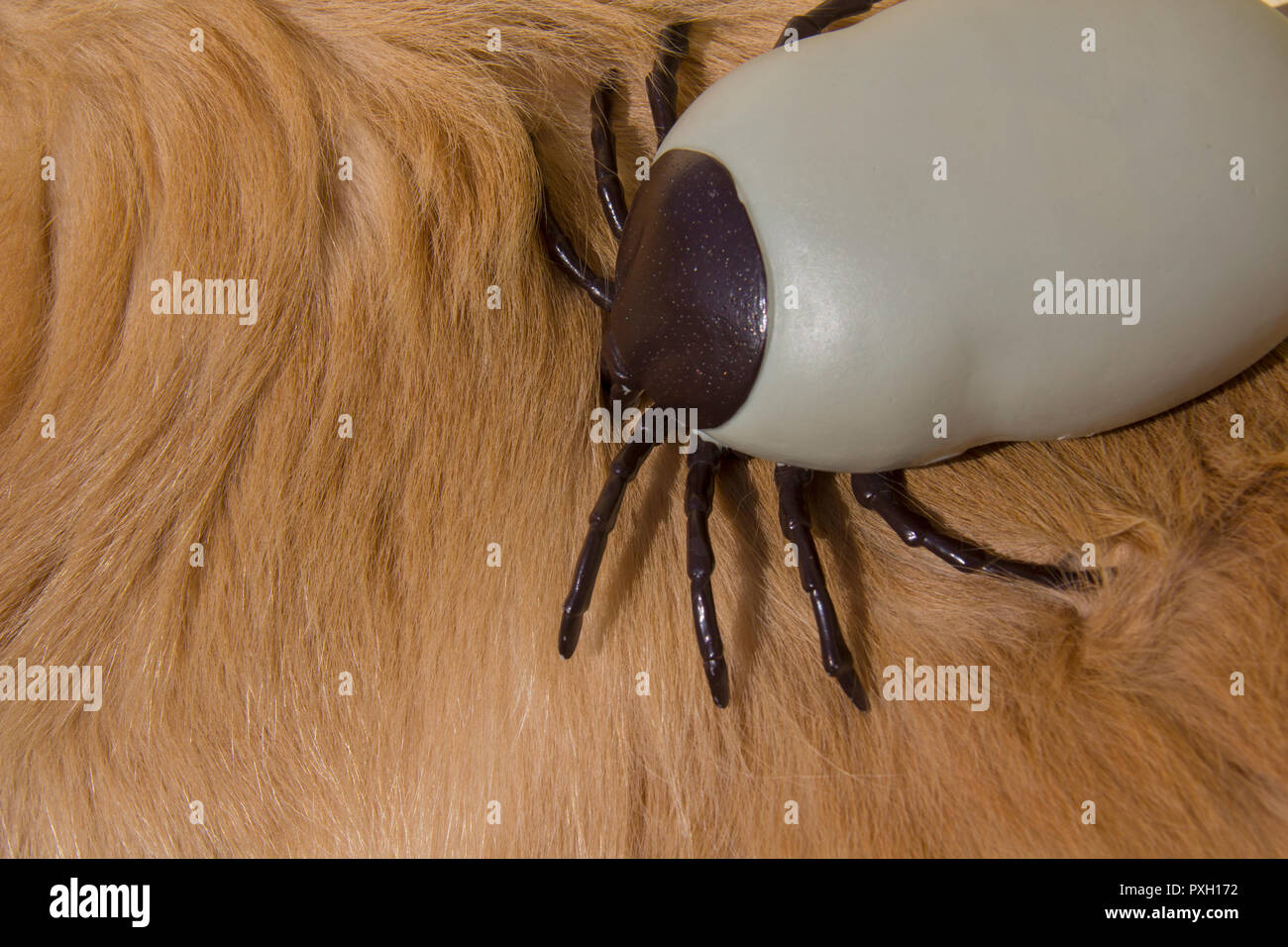 Gran Encefalitis Artificial Garrapata En Pieles De Perro Golden Retriever Fotografía De Stock 0787