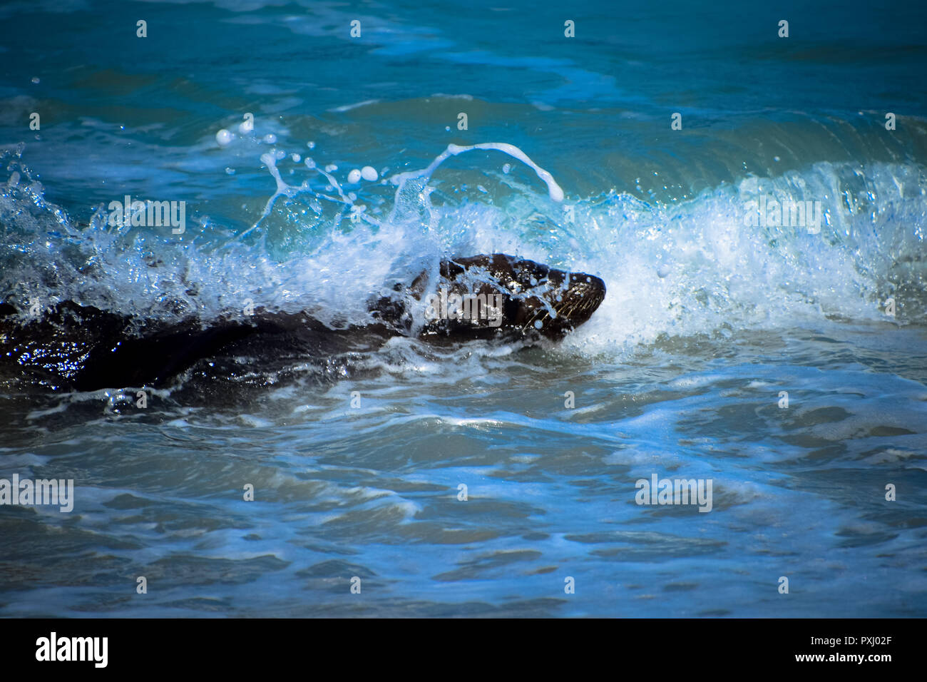 Descontrol de los leones de mar en el océano Pacífico frente a La Jolla Cove en La Jolla, California Foto de stock