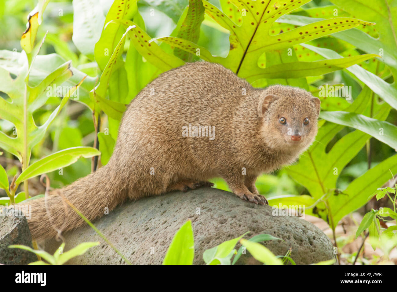 Hawaii Indian Mongoose Fotos e Imágenes de stock Alamy