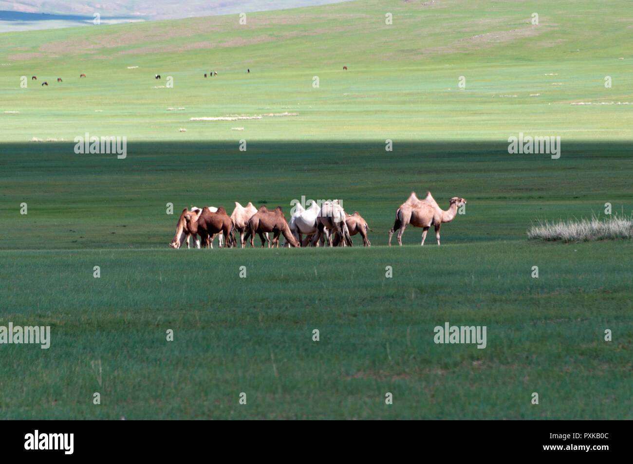 Camellos bactrianos de pastoreo en la estepa, Övörkhangai, Mongolia Foto de stock