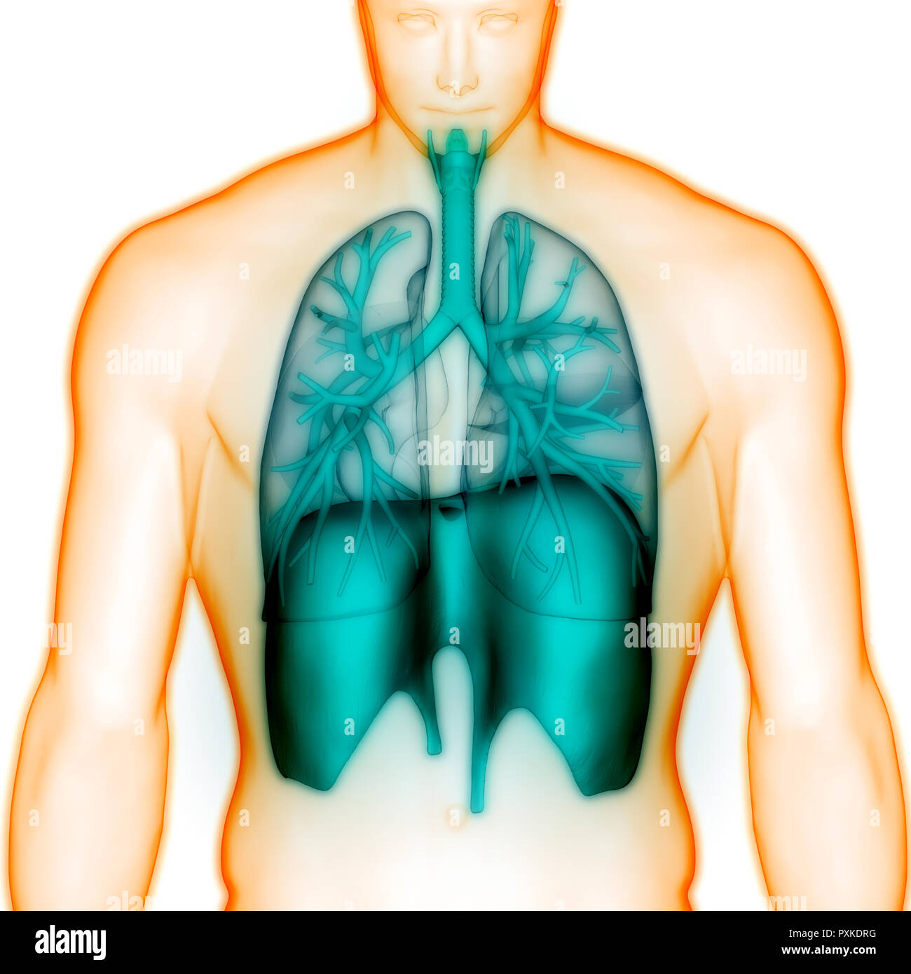 Anatomía del sistema respiratorio humano Foto de stock