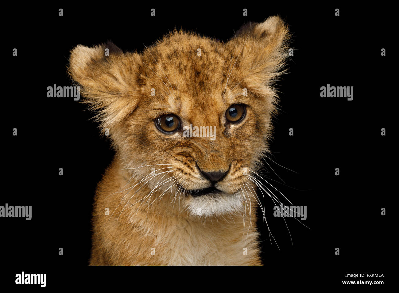Gracioso retrato de lindo cachorro de león con rostro curioso aislado sobre fondo negro, vista frontal Foto de stock
