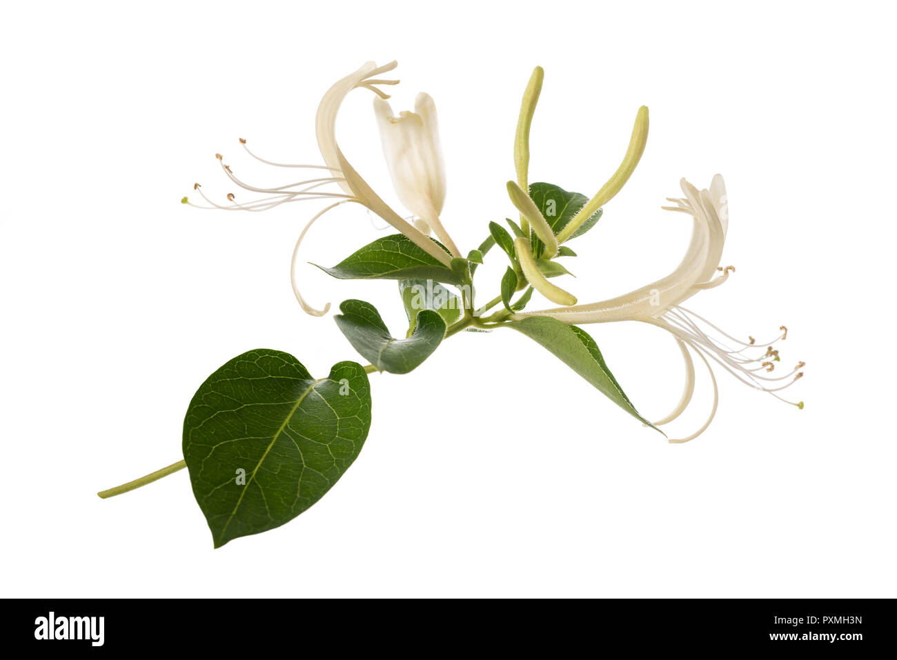 Madreselva con flores y hojas aisladas sobre fondo blanco. Foto de stock