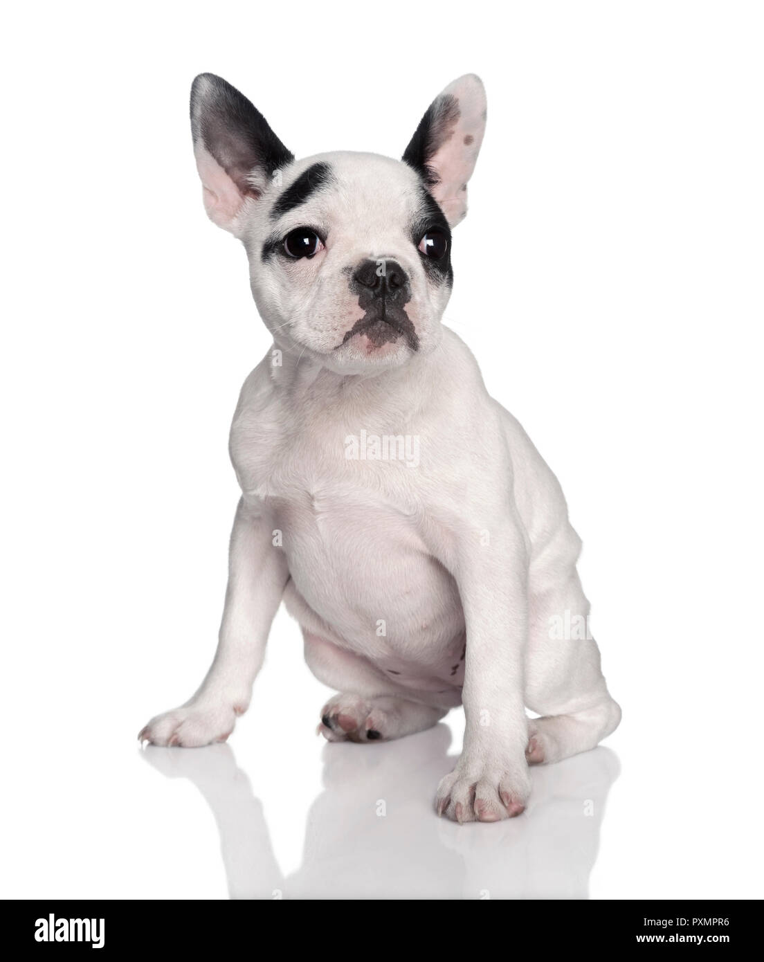 Retrato de bulldog francés delante de un fondo blanco, Foto de estudio Foto de stock