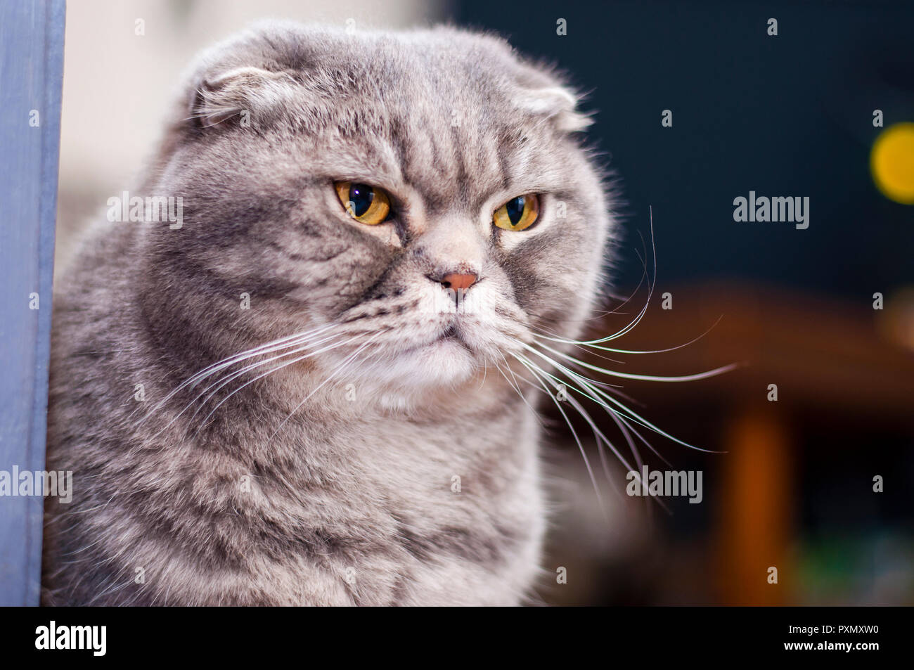 El Scottish Fold es una raza de gato doméstico con una mutación en el gen dominante-natural que afecta a los cartílagos de todo el cuerpo, causando las orejas para fol Foto de stock