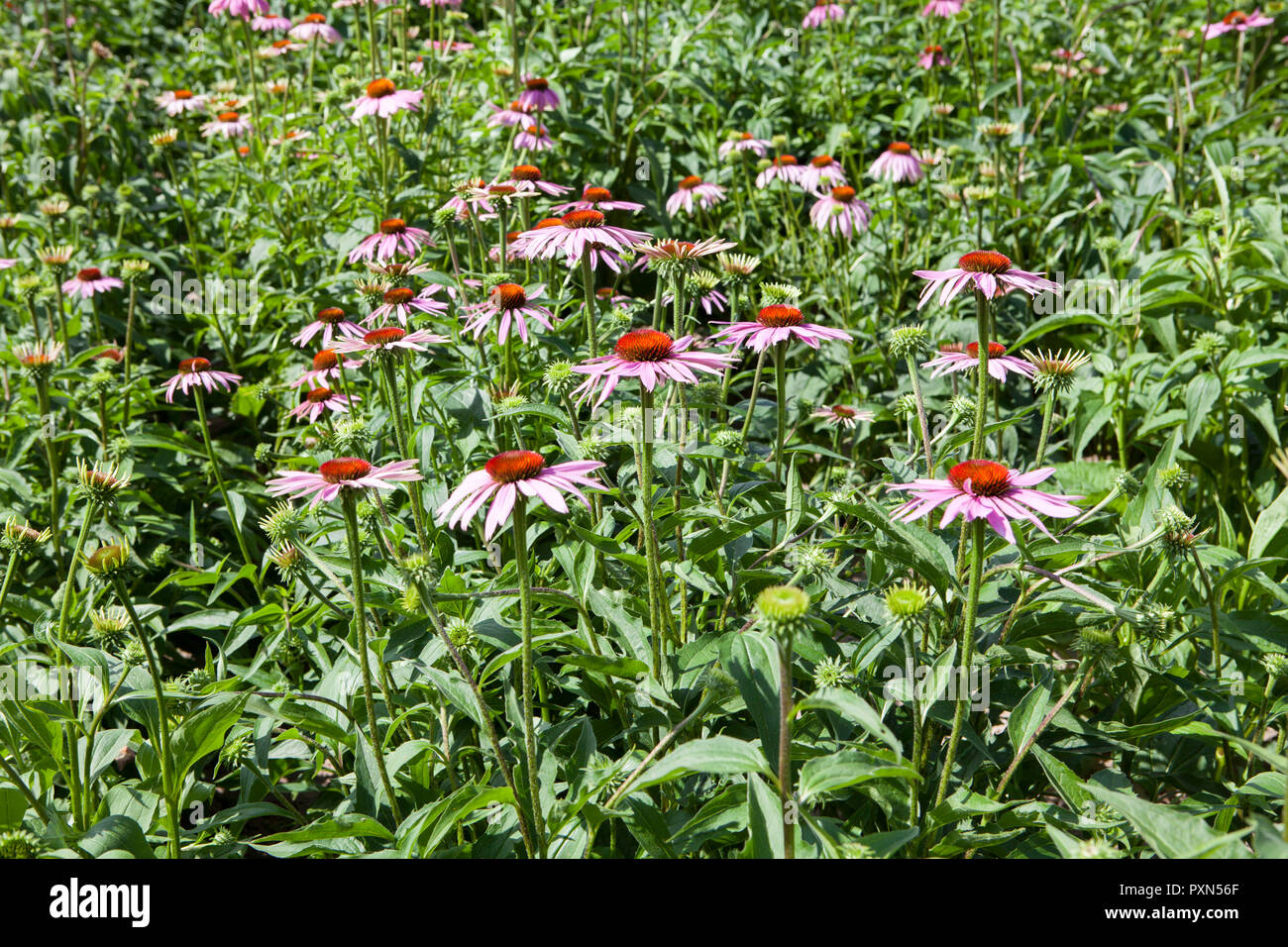 Campo de Echinacea, Muensterland; Alemania, Europa Foto de stock