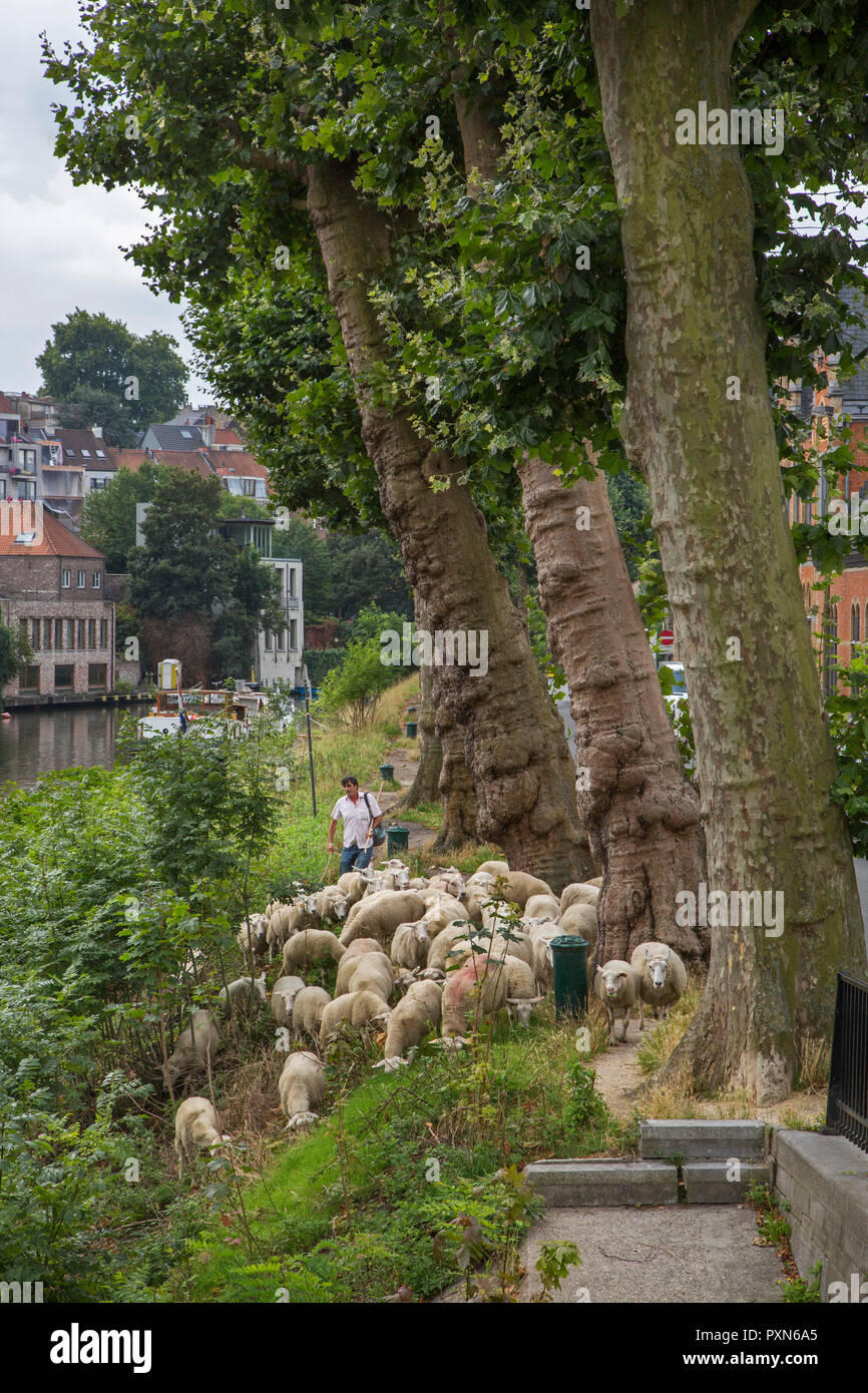 Pastor pastoreando ovejas a lo largo de empinadas orillas de canales en el verano en la ciudad de Ghent / Gent, Flandes, Bélgica Foto de stock