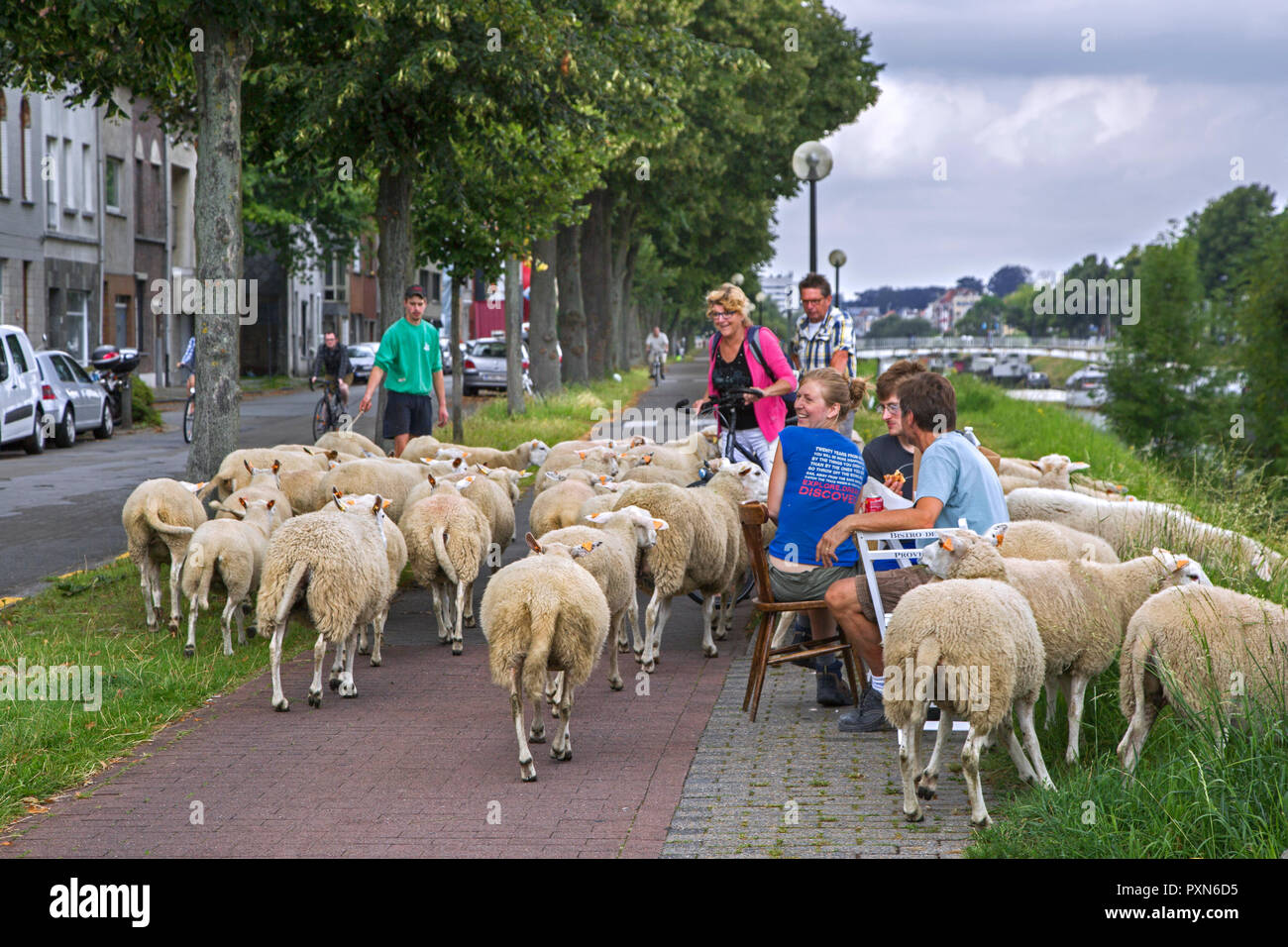 Pastor pastoreando ovejas a lo largo de calle para pastar hierba de empinadas orillas del canal en la ciudad de Ghent / Gent, Flandes, Bélgica Foto de stock