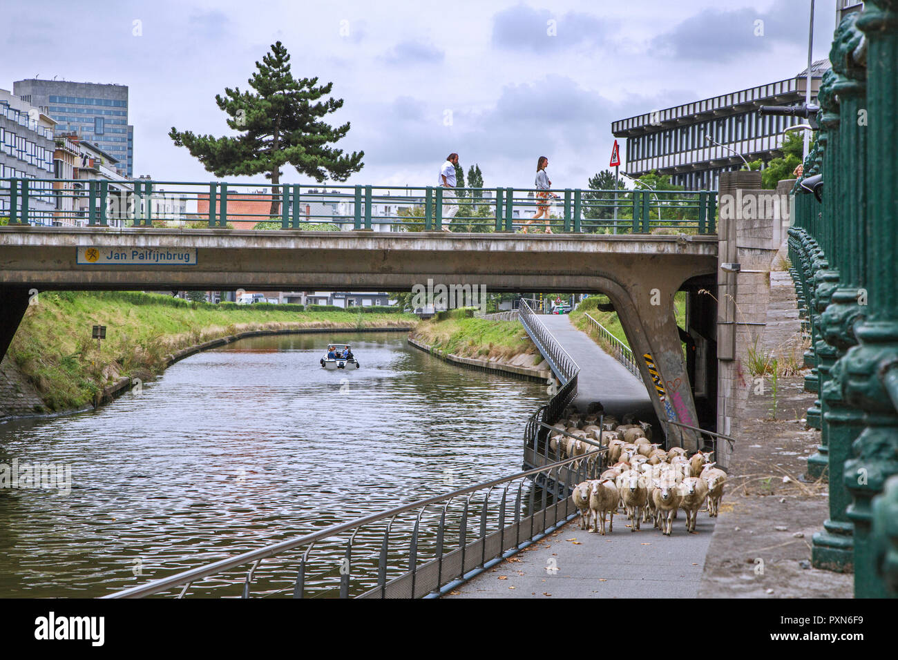 Pastor pastoreando ovejas bajo el puente a lo largo de empinadas orillas de canales en el verano en la ciudad de Ghent / Gent, Flandes, Bélgica Foto de stock