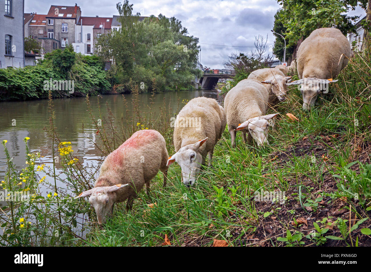 Rebaño de ovejas pastando hierba a lo largo de empinadas orillas de canales en el verano en la ciudad de Ghent / Gent, Flandes, Bélgica Foto de stock