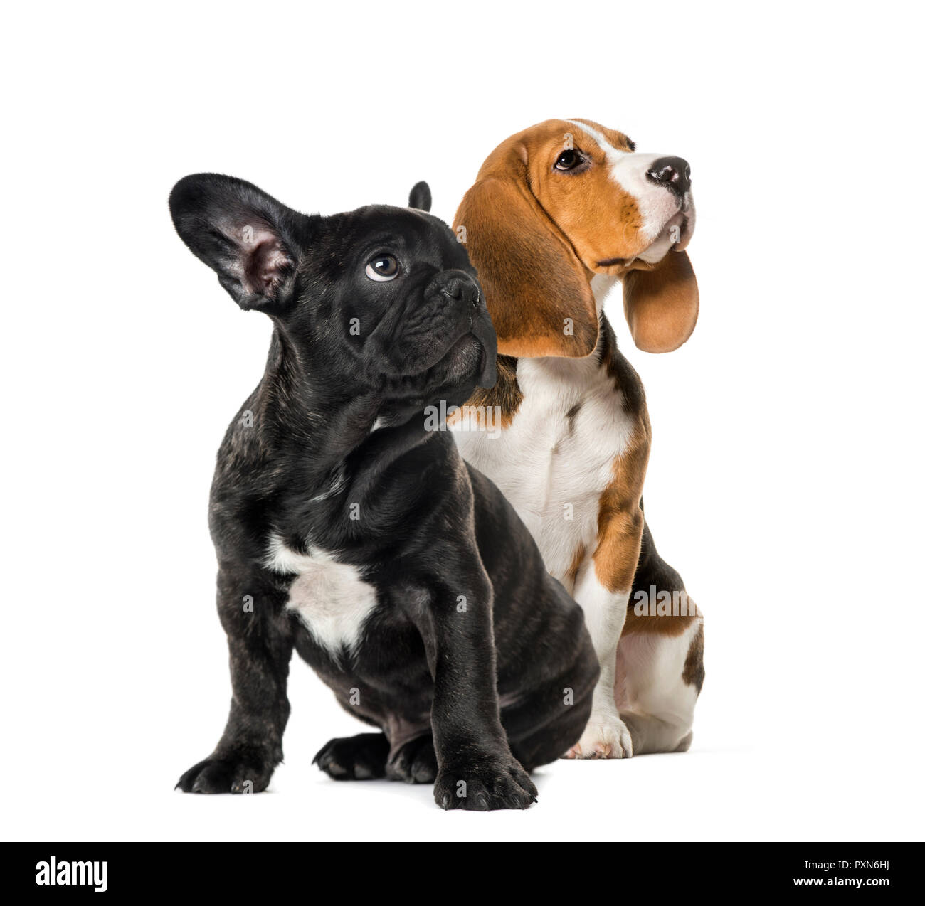 Beagle jóvenes sentados con negro cachorro bulldog francés, buscando , delante de un fondo blanco Foto de stock