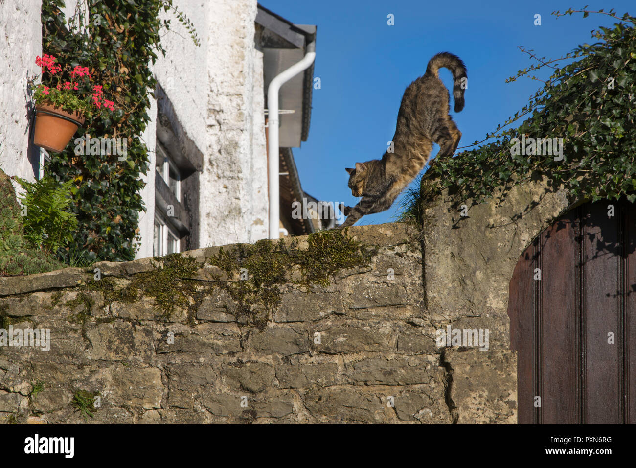 Casa cat / gato doméstico caminando sobre la pared del jardín y estiramiento de extremidades Foto de stock