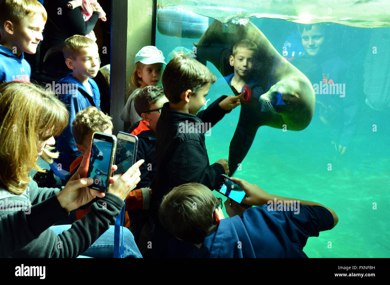 Exhibición de leones marinos con los niños. Foto de stock