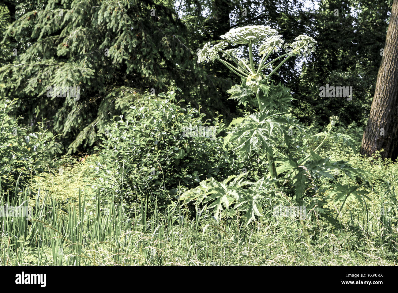 Riesen-Baerenklau Herkulesstaude Baerenklau,,,,, bluehend Giftpflanze Heracleum mantegazzianum Bluetenstand() Foto de stock