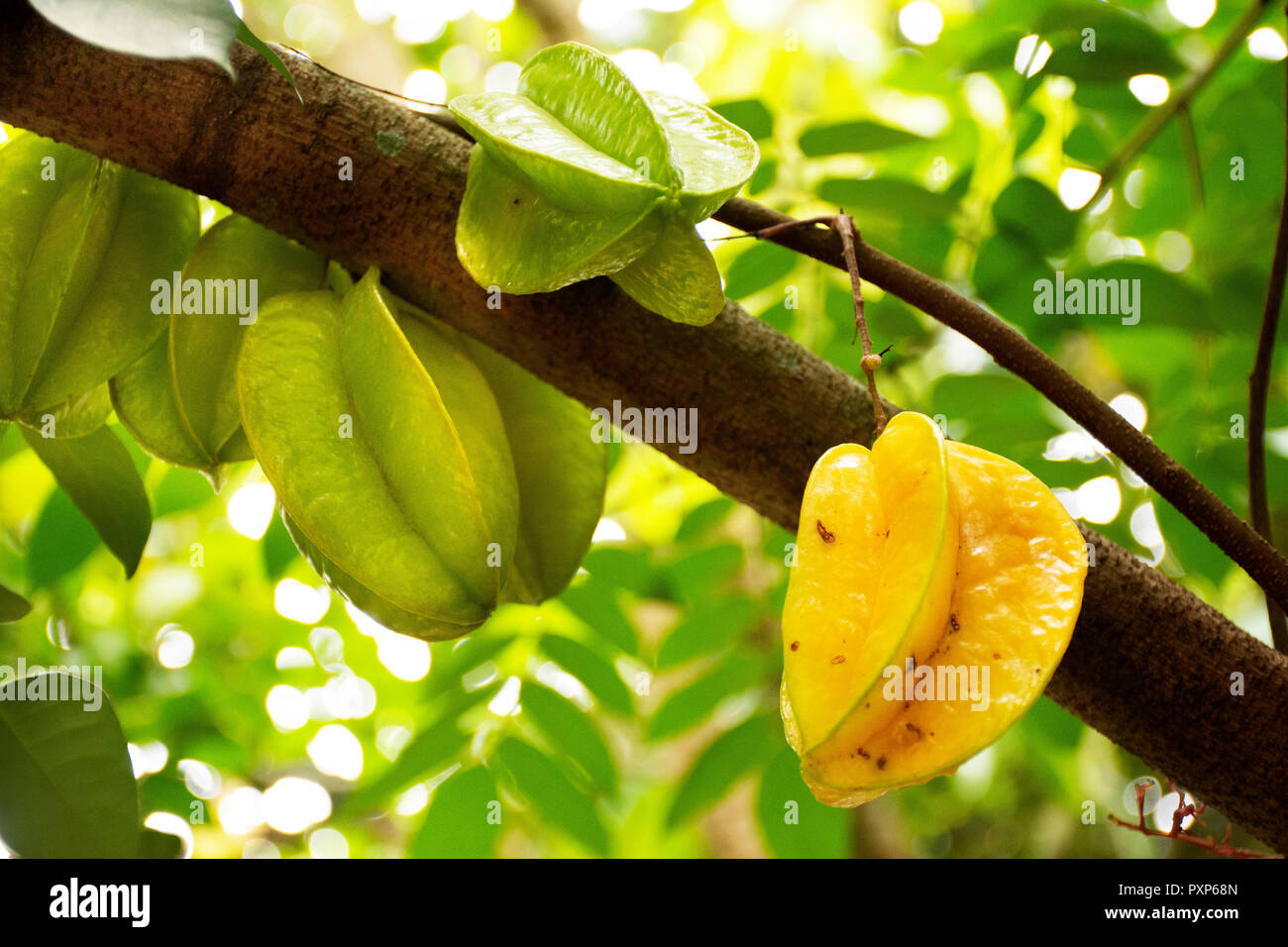 Averrhoa Carambola O Fruta Estrella La Fruta En Rama De Arbol En La Piscina Del Orchard Garden En Rayong Tailandia Fotografia De Stock Alamy Averrhoa Carambola O Fruta Estrella La Fruta En Rama De Arbol En La Piscina Del Orchard Garden En Rayong Tailandia Fotografia De Stock Alamy