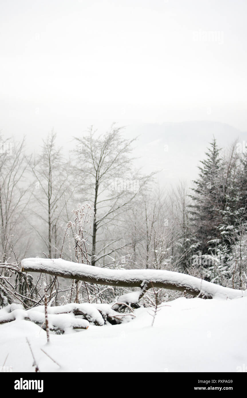 Inicie sesión cubierto de nieve fresca sobre una montaña. La niebla en el bosque de invierno. Foto de stock