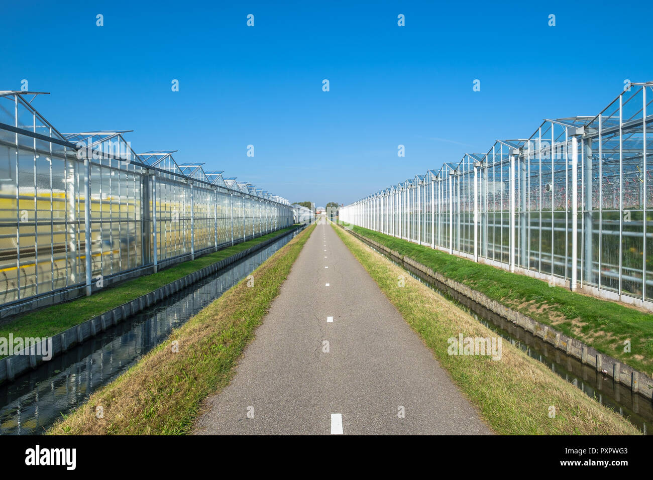 Vista en perspectiva de invernaderos de cristal industrial en la Netehrlands. Foto de stock