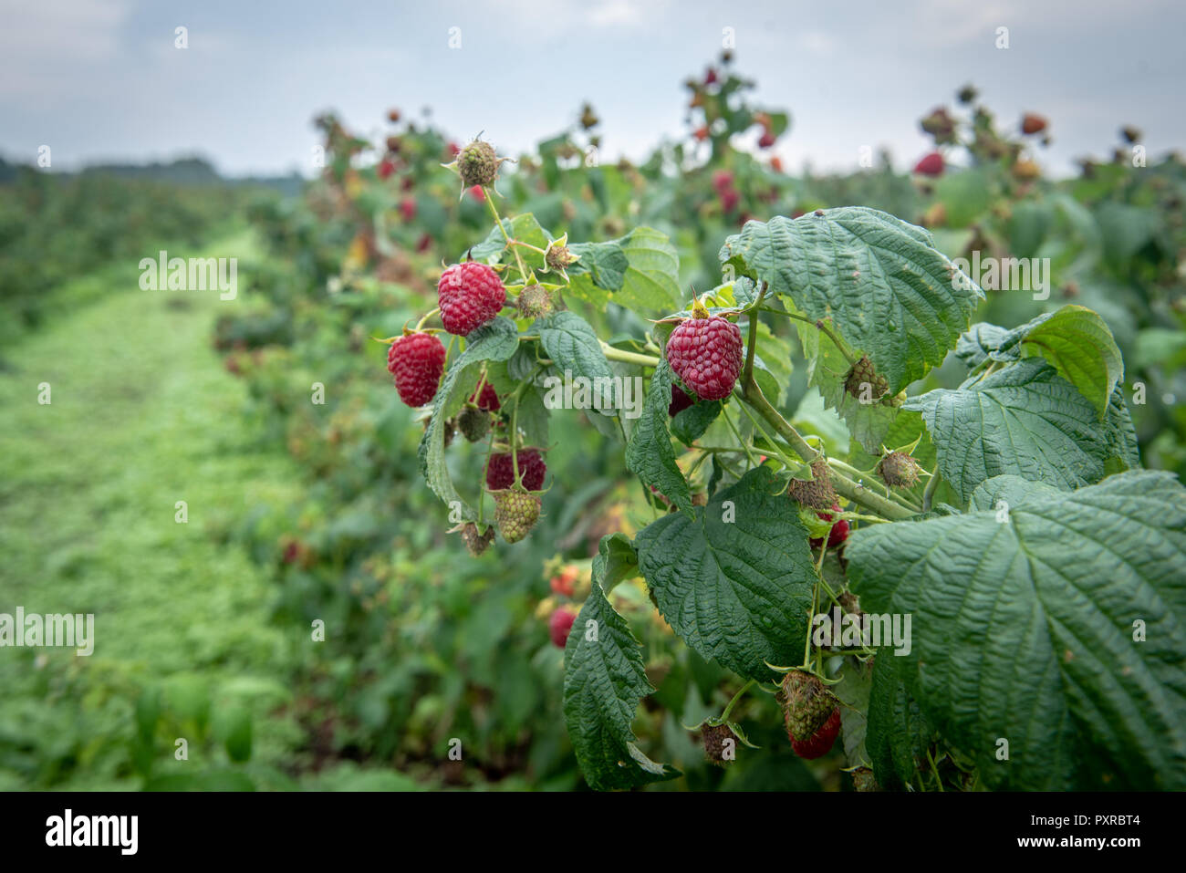 Frambuesas maduras (Rubus idaeus) esperan para ser cosechadas de vides, Zwoleń, Masovian voivodato, Polonia Foto de stock