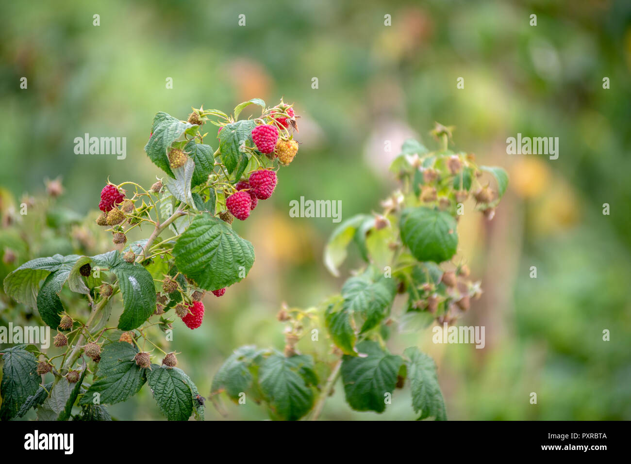 Frambuesas maduras (Rubus idaeus) esperan para ser cosechadas de vides, Zwoleń, Masovian voivodato, Polonia Foto de stock
