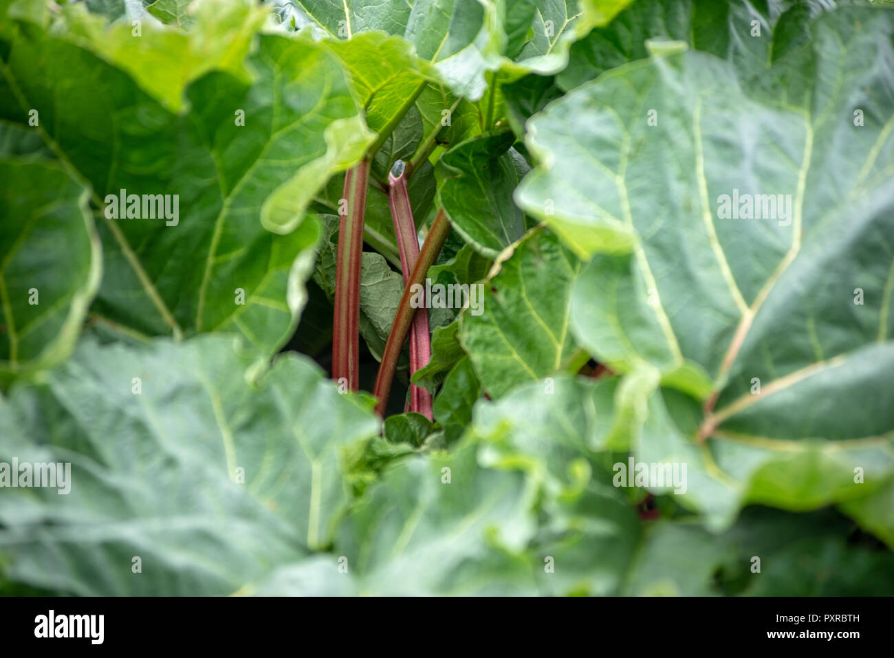 Hoja roja los tallos de la planta de ruibarbo (Rheum rhabarbarum) aparecen bajo la cobertura de sus hojas, Zwoleń, Masovian voivodato, Polonia Foto de stock